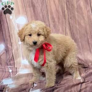 Urban, Bich-Poo Puppy