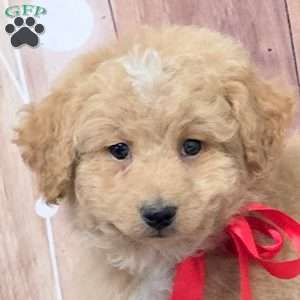 Urban, Bich-Poo Puppy