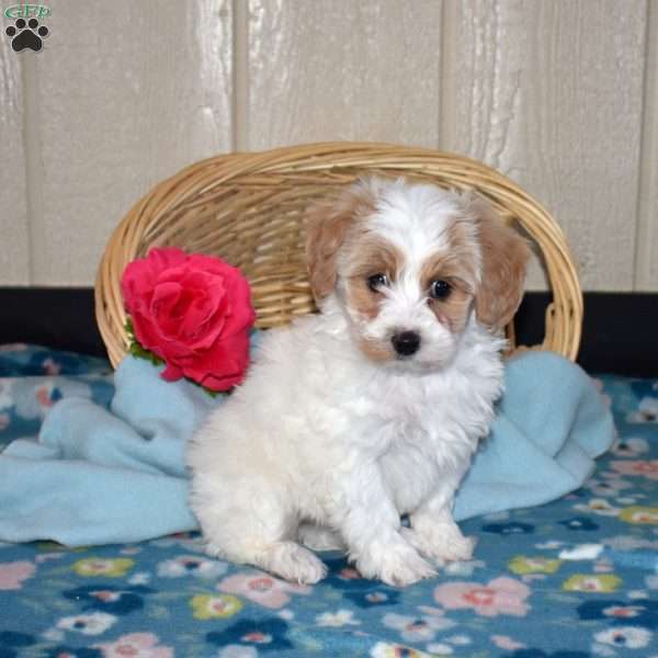 Valentina, Maltipoo Puppy