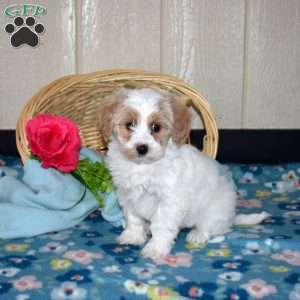 Valentina, Maltipoo Puppy
