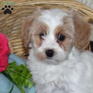 Valentina, Maltipoo Puppy