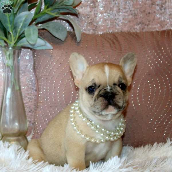 Valentina, French Bulldog Puppy
