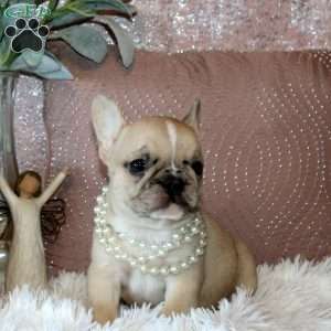 Valentina, French Bulldog Puppy