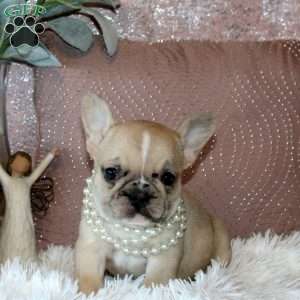 Valentina, French Bulldog Puppy