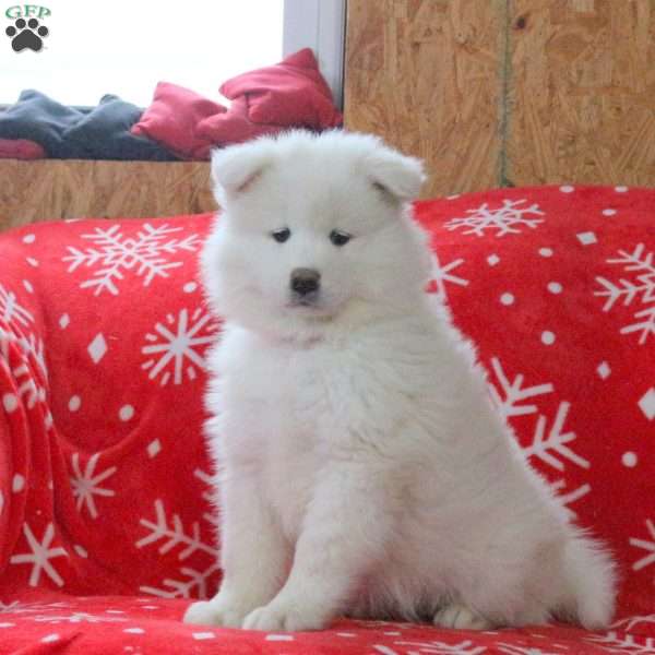 Valentine, Samoyed Puppy