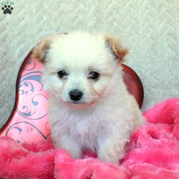 Valentine, Chi-Chon Puppy