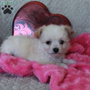 Valentine, Chi-Chon Puppy