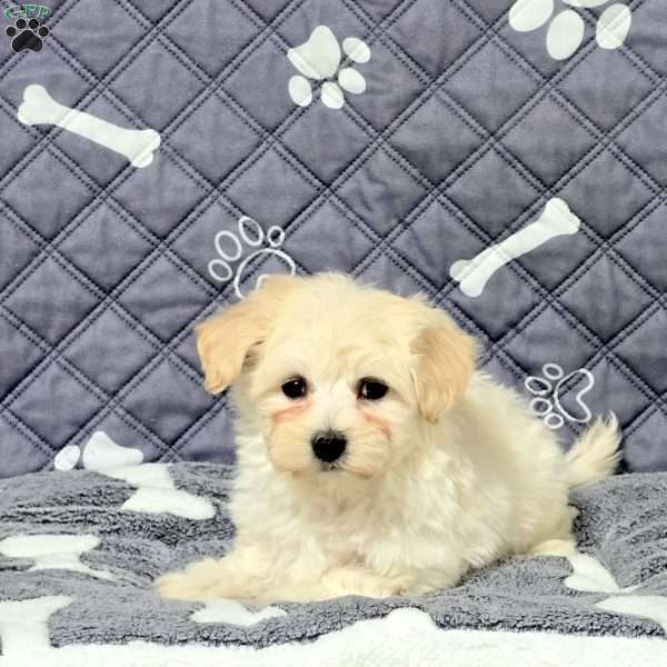 Valor, Maltichon Puppy