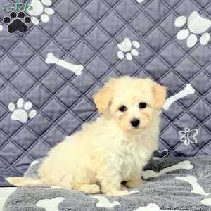 Valor, Maltichon Puppy