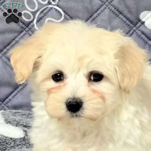 Valor, Maltichon Puppy