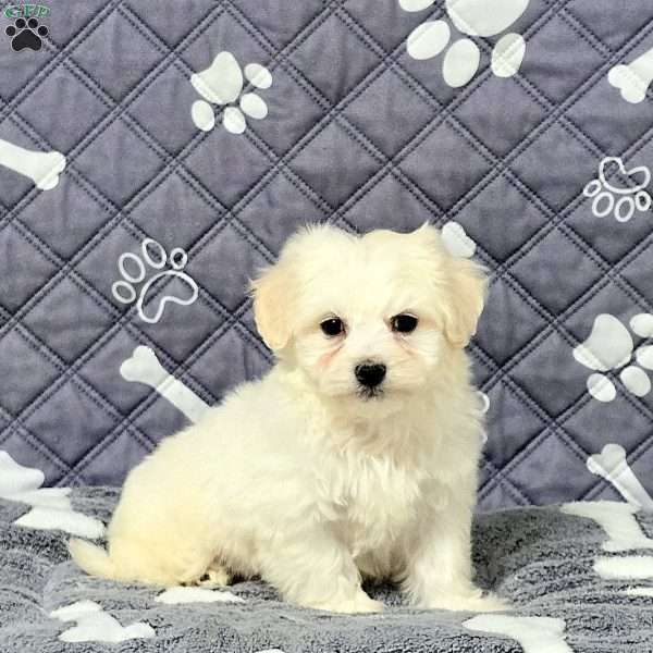 Vance, Maltichon Puppy