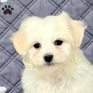 Vance, Maltichon Puppy