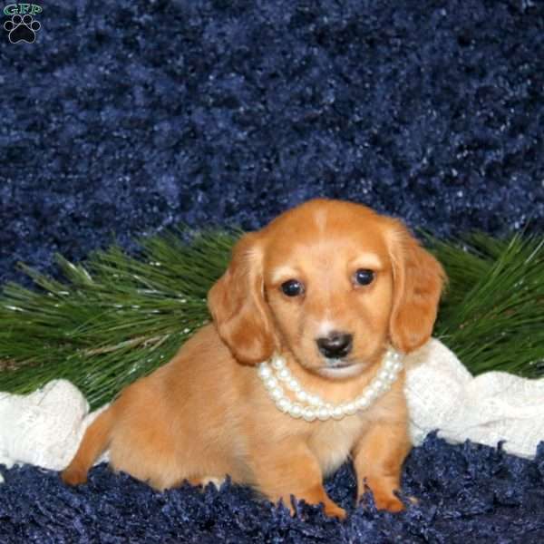 Vanessa-Mini, Dachshund Puppy