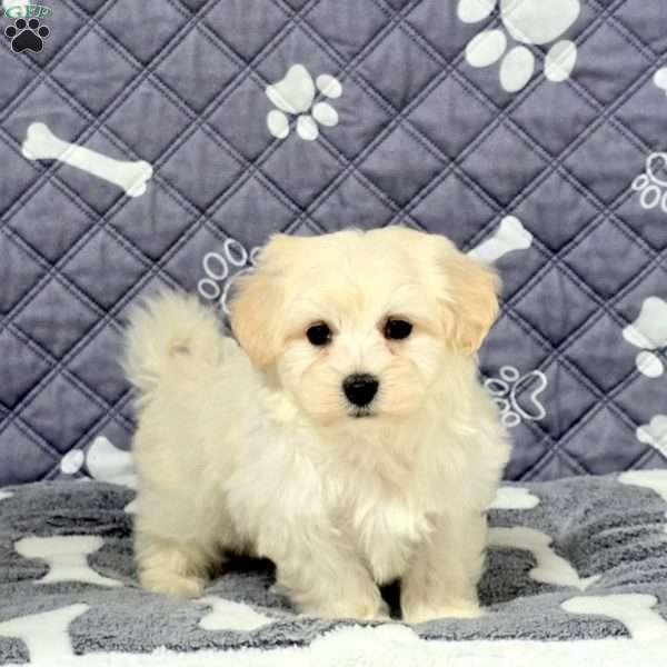 Victor, Maltichon Puppy