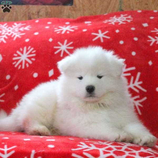 Victor, Samoyed Puppy