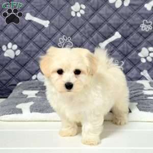 Victor, Maltichon Puppy