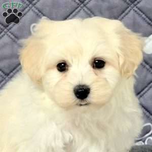 Victor, Maltichon Puppy