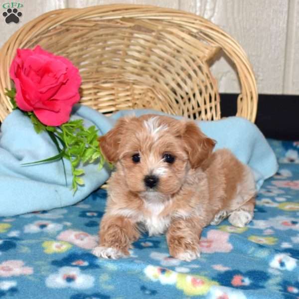 Victoria, Maltipoo Puppy