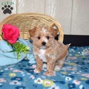 Victoria, Maltipoo Puppy