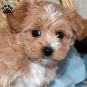 Victoria, Maltipoo Puppy