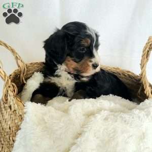 Brenda, Mini Bernedoodle Puppy