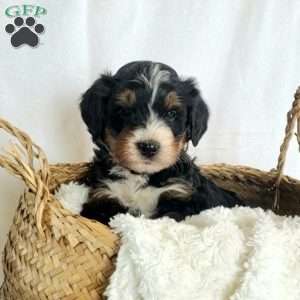 Brenda, Mini Bernedoodle Puppy