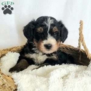 Brenda, Mini Bernedoodle Puppy