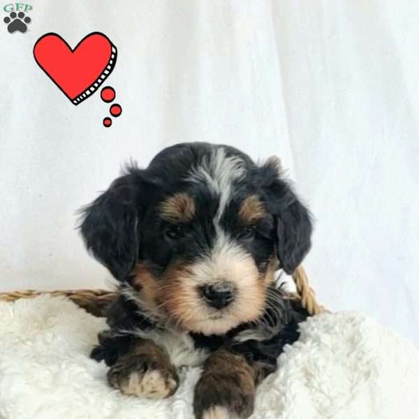 Brenda, Mini Bernedoodle Puppy