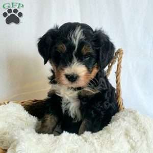 Brenda, Mini Bernedoodle Puppy