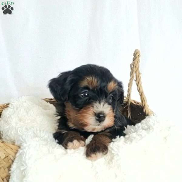 Brooklyn, Mini Bernedoodle Puppy