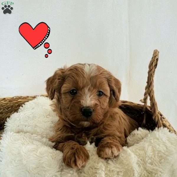 Bailey, Mini Bernedoodle Puppy