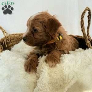 Bailey, Mini Bernedoodle Puppy