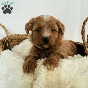 Bailey, Mini Bernedoodle Puppy