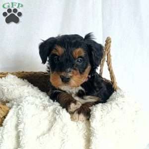 Bella, Mini Bernedoodle Puppy