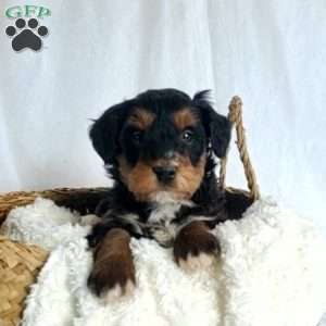Bella, Mini Bernedoodle Puppy