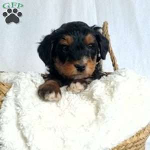 Bella, Mini Bernedoodle Puppy
