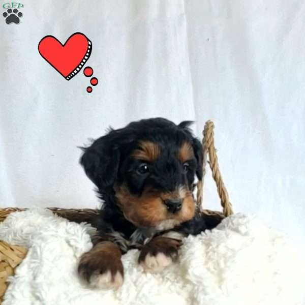 Bella, Mini Bernedoodle Puppy