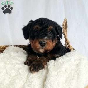 Bruce, Mini Bernedoodle Puppy