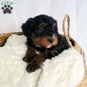 Bruce, Mini Bernedoodle Puppy