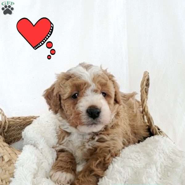 Bryson, Mini Bernedoodle Puppy