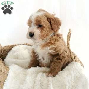 Bryson, Mini Bernedoodle Puppy