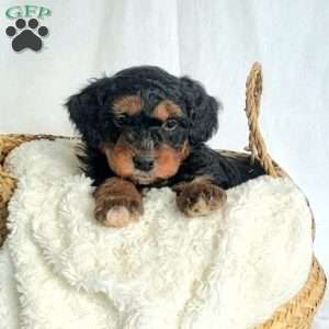 Brody, Mini Bernedoodle Puppy