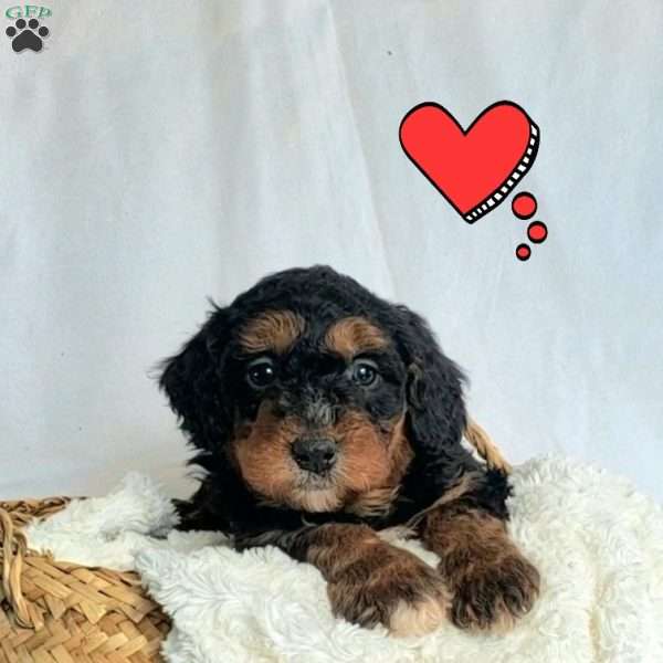 Brody, Mini Bernedoodle Puppy