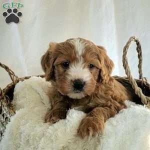 Benji, Mini Bernedoodle Puppy