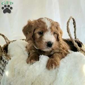 Benji, Mini Bernedoodle Puppy