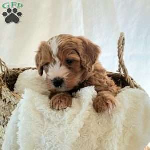 Benji, Mini Bernedoodle Puppy