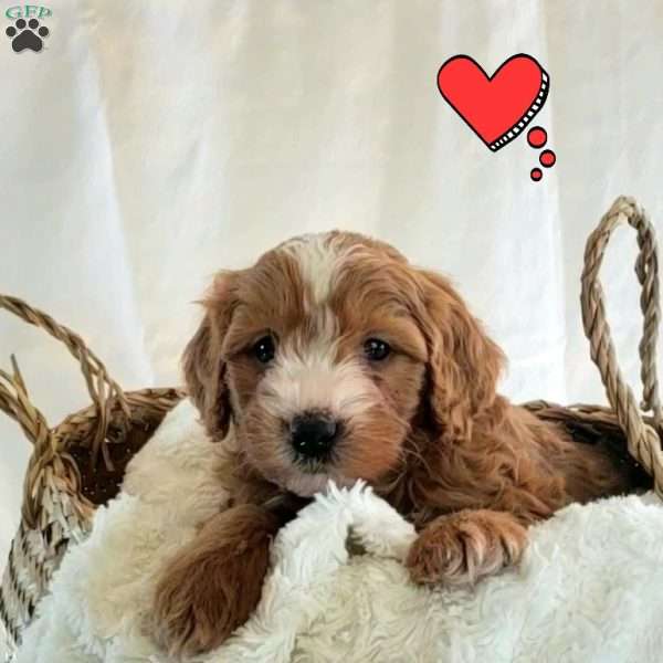 Benji, Mini Bernedoodle Puppy