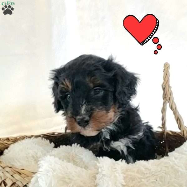 Benson, Mini Bernedoodle Puppy