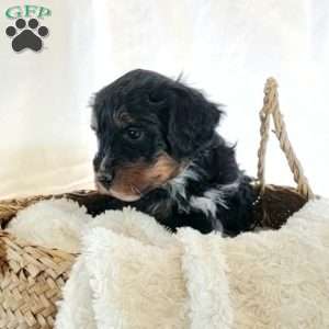 Benson, Mini Bernedoodle Puppy