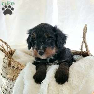 Benson, Mini Bernedoodle Puppy